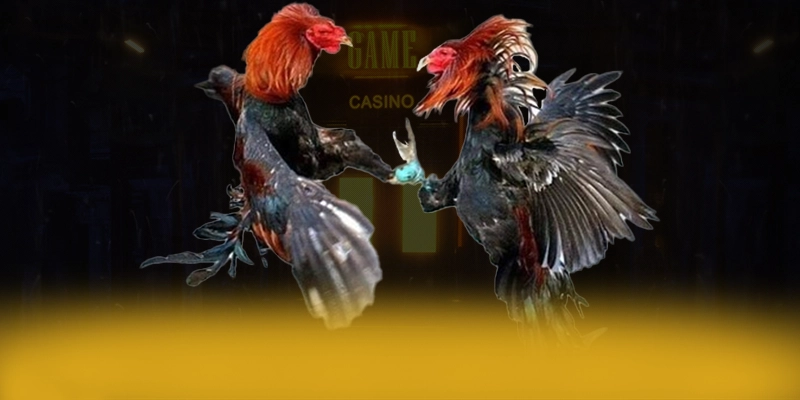 DAGA88 - Nhà cái được game thủ tin tưởng số 1 Việt Nam