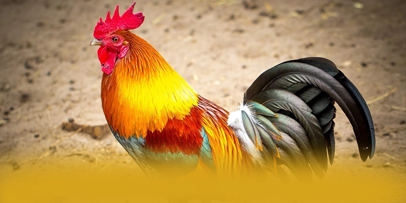 KUWIN - Cổng cá cược được cộng đồng tin tưởng tại Việt Nam – Trải nghiệm KUWIN KUWIN - Cổng cá cược được cộng đồng tin tưởng tại Việt Nam – Trải nghiệm KUWIN