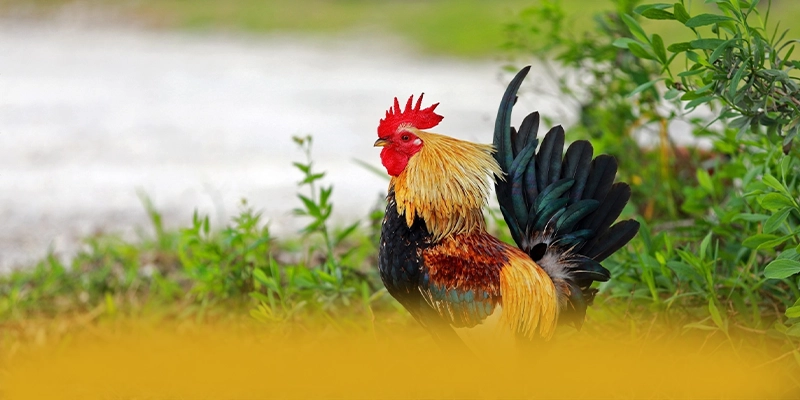 GEM88 - Cổng game bài với hệ thống bảo mật hiện đại được đánh giá cao – Tìm hiểu về độ tin cậy và bảo mật tại GEM88 GEM88 - Cổng game bài với hệ thống bảo mật hiện đại được đánh giá cao – Tìm hiểu về độ tin cậy và bảo mật tại GEM88