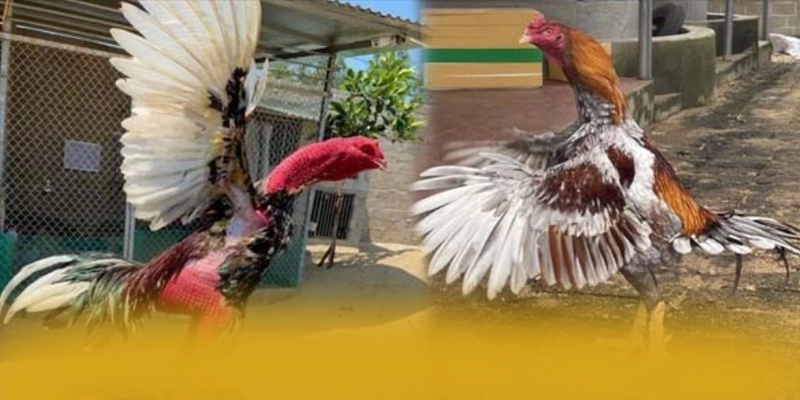 Tìm hiểu WIN79 - Cổng giải trí chất lượng 2025
Tìm hiểu WIN79 - Cổng giải trí chất lượng 2025