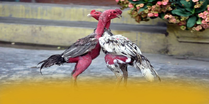 Cập nhật thông tin về tỷ lệ kèo bóng đá - Cổng trò chơi đẳng cấp số 1 Việt Nam
Cập nhật thông tin về tỷ lệ kèo bóng đá - Cổng trò chơi đẳng cấp số 1 Việt Nam