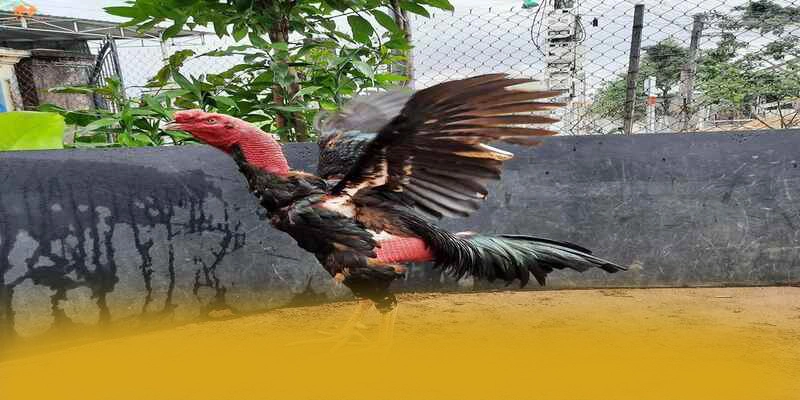 N88 - Tổng quan về thương hiệu với đầy đủ ưu điểm nổi bật.